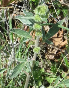 virgate scorpionweed thumbnail 1