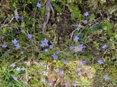 tiny bluet thumbnail 2