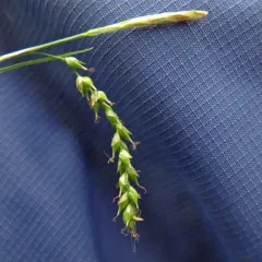 drooping woodland sedge thumbnail 1