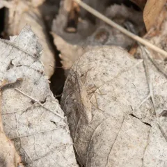 Common Damsel Bug thumbnail 2