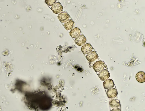 Melosira inflexa