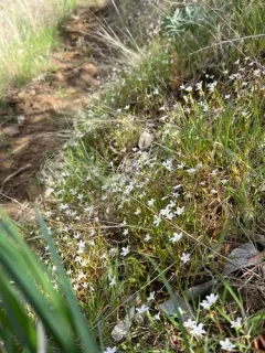 Sand Springbeauty thumbnail 2