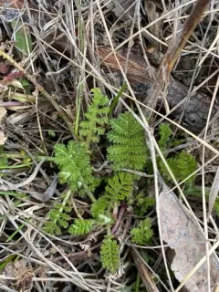 Noble Yarrow thumbnail 1