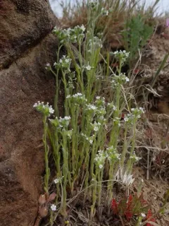 Wingnut Cryptantha thumbnail 2