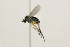 Dolichopus obcordatus thumbnail 2