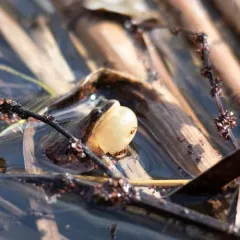 Western Chorus Frog thumbnail 3