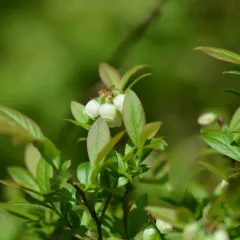 lowbush blueberry thumbnail 5