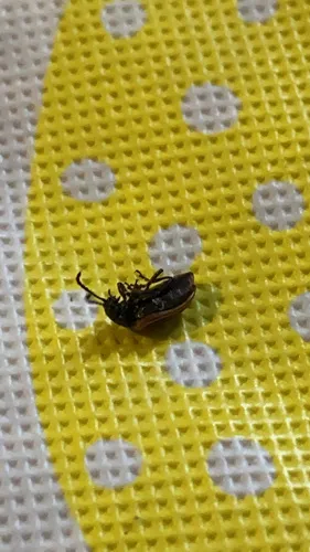 Yellow-margined Leaf Beetle