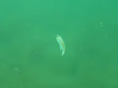 Cyphocaris challengeri thumbnail 3