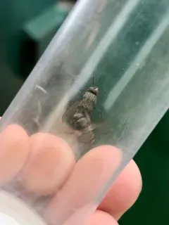 Pollenia labialis thumbnail 1