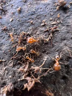California Big-headed Ant thumbnail 2