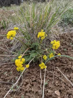 broadsheath desert parsley thumbnail 2