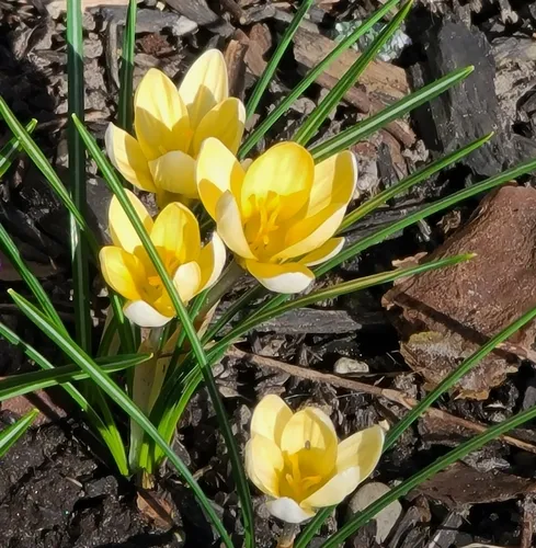 Snow Crocus