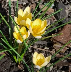 Snow Crocus thumbnail 1