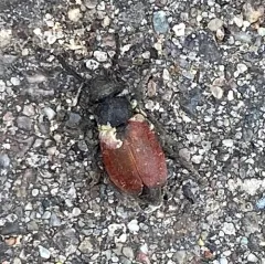 Blood-winged Blister Beetle thumbnail 2