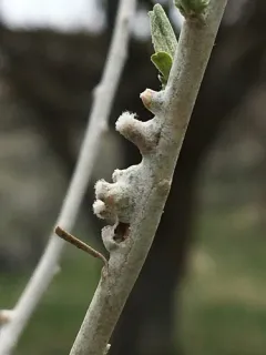 Rhopalomyia chrysothamni thumbnail 3