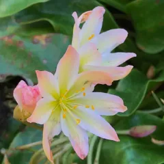 Tweedy's lewisia thumbnail 2