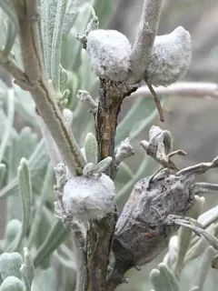 Rhopalomyia nucula thumbnail 2