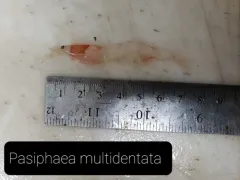 Pink Glass Shrimp thumbnail 4