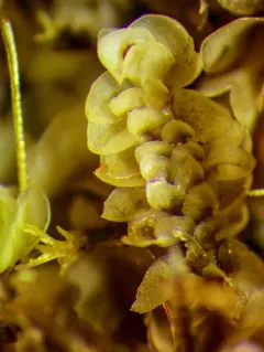 Narrow-leaved Earwort thumbnail 2
