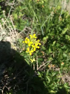 shy wallflower thumbnail 2