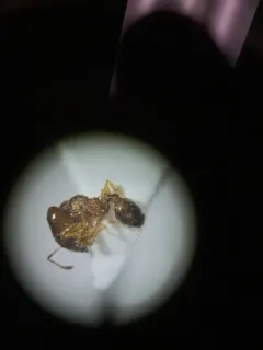 Variable Big-headed Ant thumbnail 3