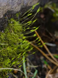 Ditrichum schimperi thumbnail 2