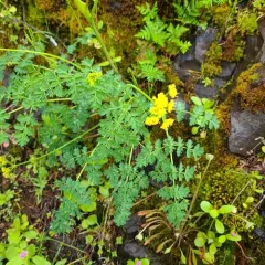 coast range lomatium thumbnail 3