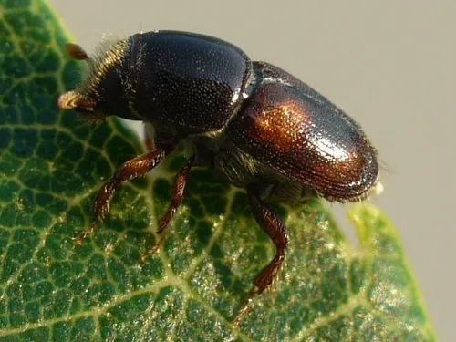 Banded Elm Bark Beetle