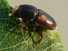 Banded Elm Bark Beetle thumbnail 1
