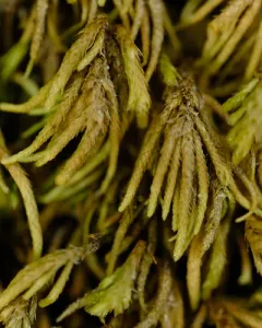 Bird's-foot Wing-moss thumbnail 4