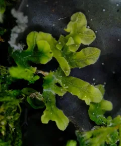 Downy Veilwort thumbnail 3