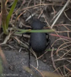 Eleodes novoverrucula thumbnail 2