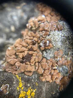 Jasper Squamules thumbnail 2