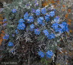 Howard's Alpine Forget-me-not thumbnail 3