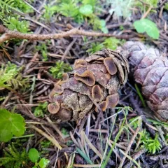 Chocolate Cone Cup thumbnail 1