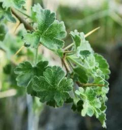 desert gooseberry thumbnail 2