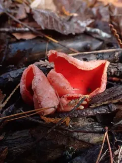 Sarcoscypha dudleyi thumbnail 2