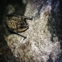 Little Brown Bat thumbnail 2