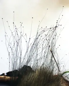 Phycomyces blakesleeanus thumbnail 4