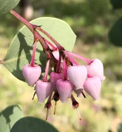 Whiteleaf Manzanita thumbnail 4