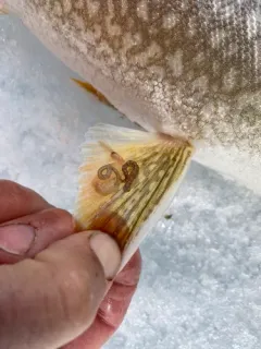 Fish Leech thumbnail 1
