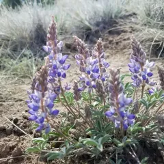 Dwarf Lupine thumbnail 1