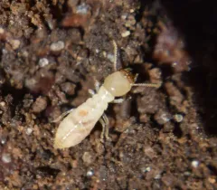 Eastern Subterranean Termite thumbnail 2