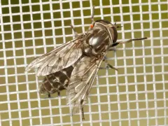 Tabanus marginalis thumbnail 2