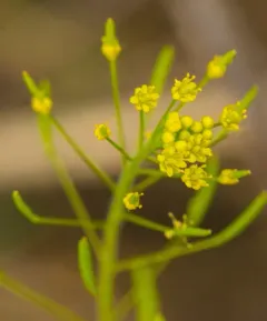 Western Tansymustard thumbnail 2