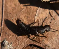 Platydracus zonatus thumbnail 2