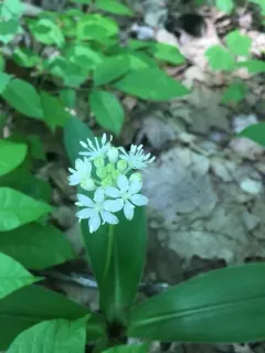 white clintonia thumbnail 2