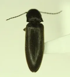 Dalopius tristis thumbnail 1