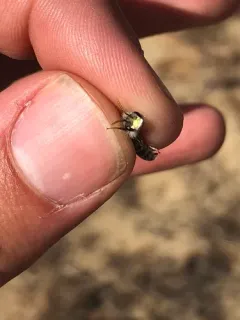Wellesley Miner Bee thumbnail 3